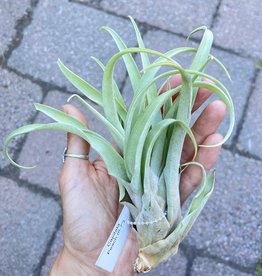 Air Plant