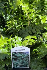 Fern  - Polystichum polyblepharum - Tassel Fern 4 inch