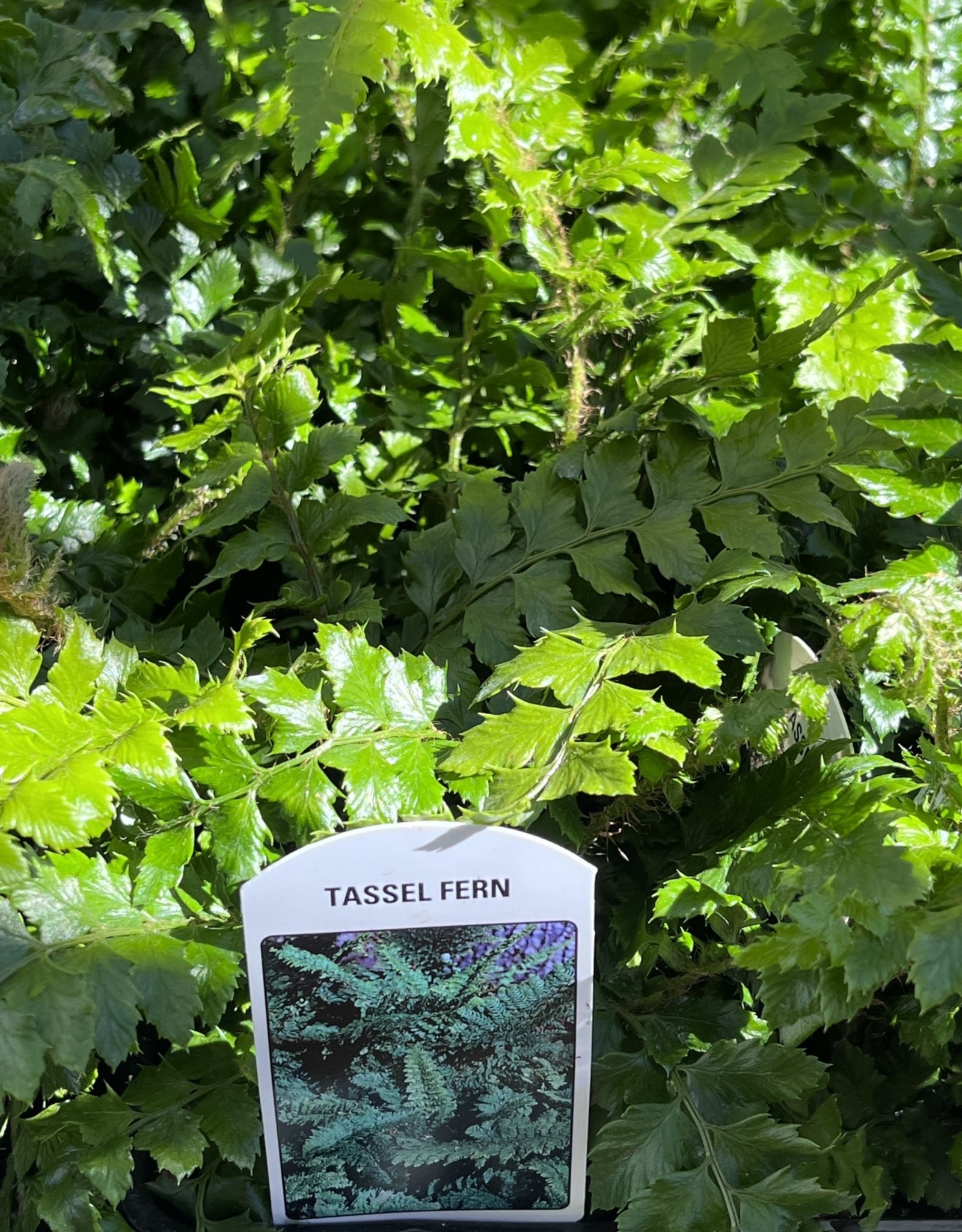 Fern  - Polystichum polyblepharum - Tassel Fern 4inch