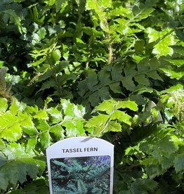 Fern  - Polystichum polyblepharum - Tassel Fern 4inch
