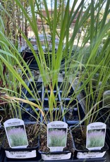 Calamagrostis acutiflora Karl Foerster
