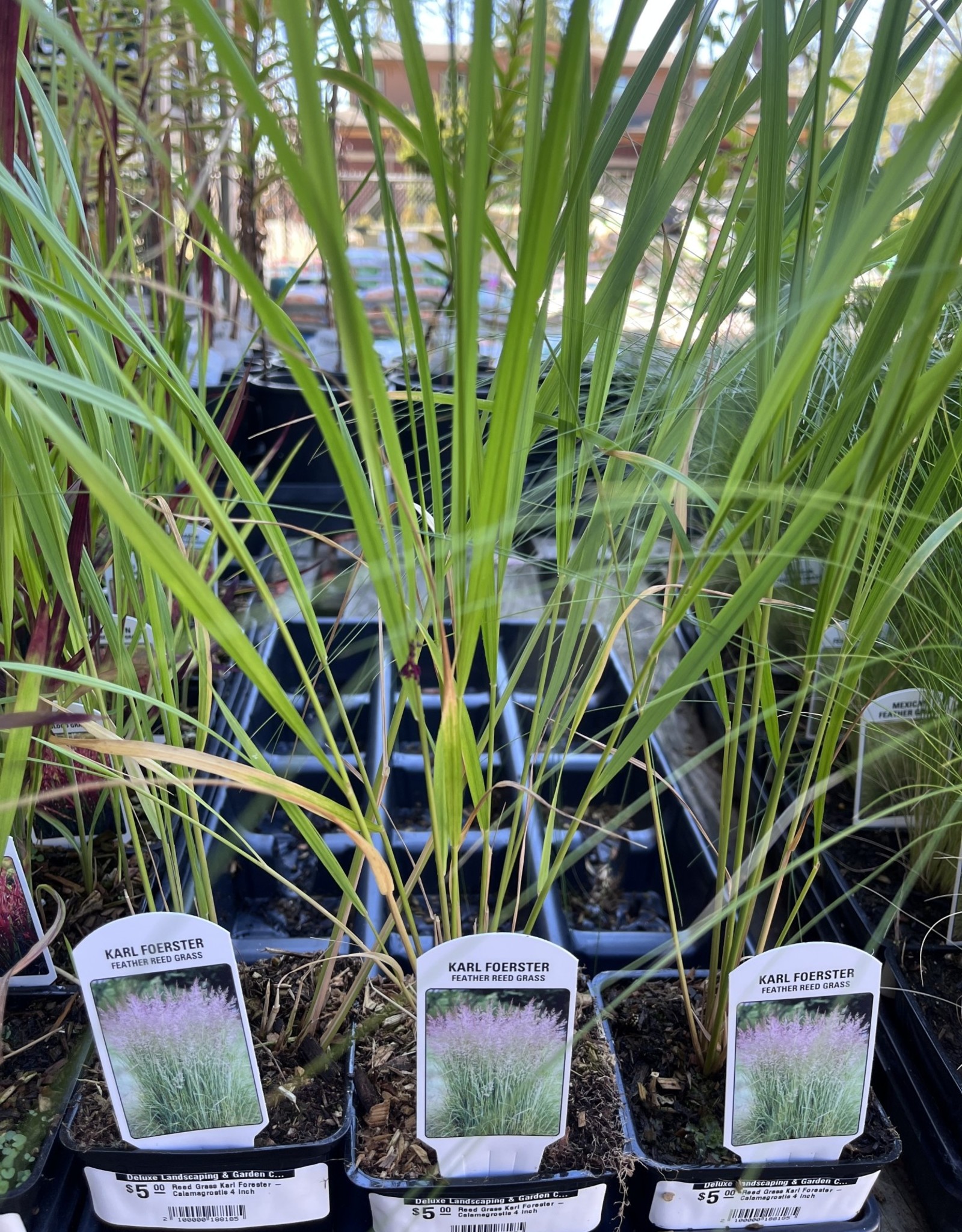Calamagrostis acutiflora Karl Foerster
