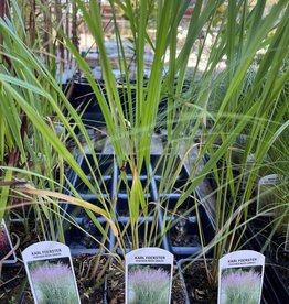 Calamagrostis acutiflora Karl Foerster