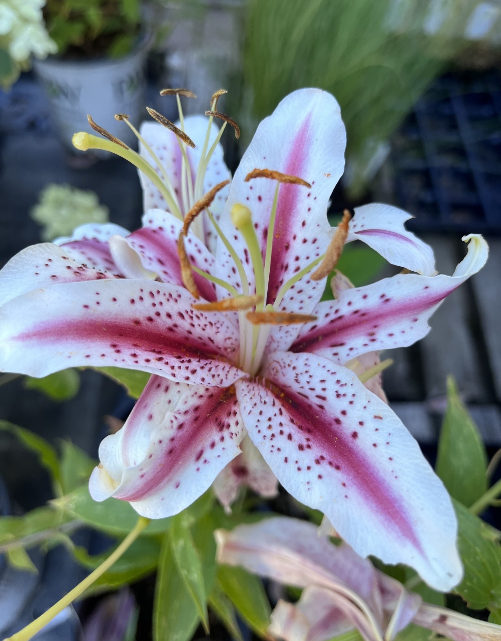 Lily Oriental Dizzy 1 Gal