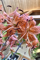 Lily Tiger Splendens 1gal