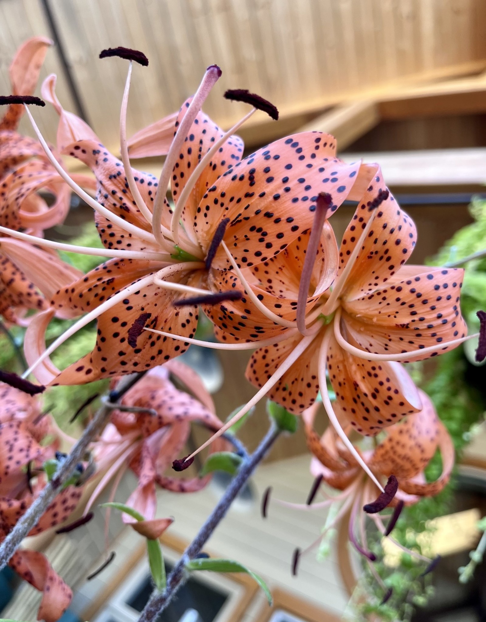 Lily Tiger Splendens 1gal