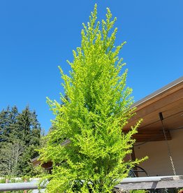 Lemon Scented Wilma Goldcrest Cypress 4 inch