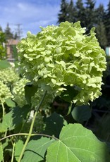 Hydrangea arborescens Annabelle 2 gal