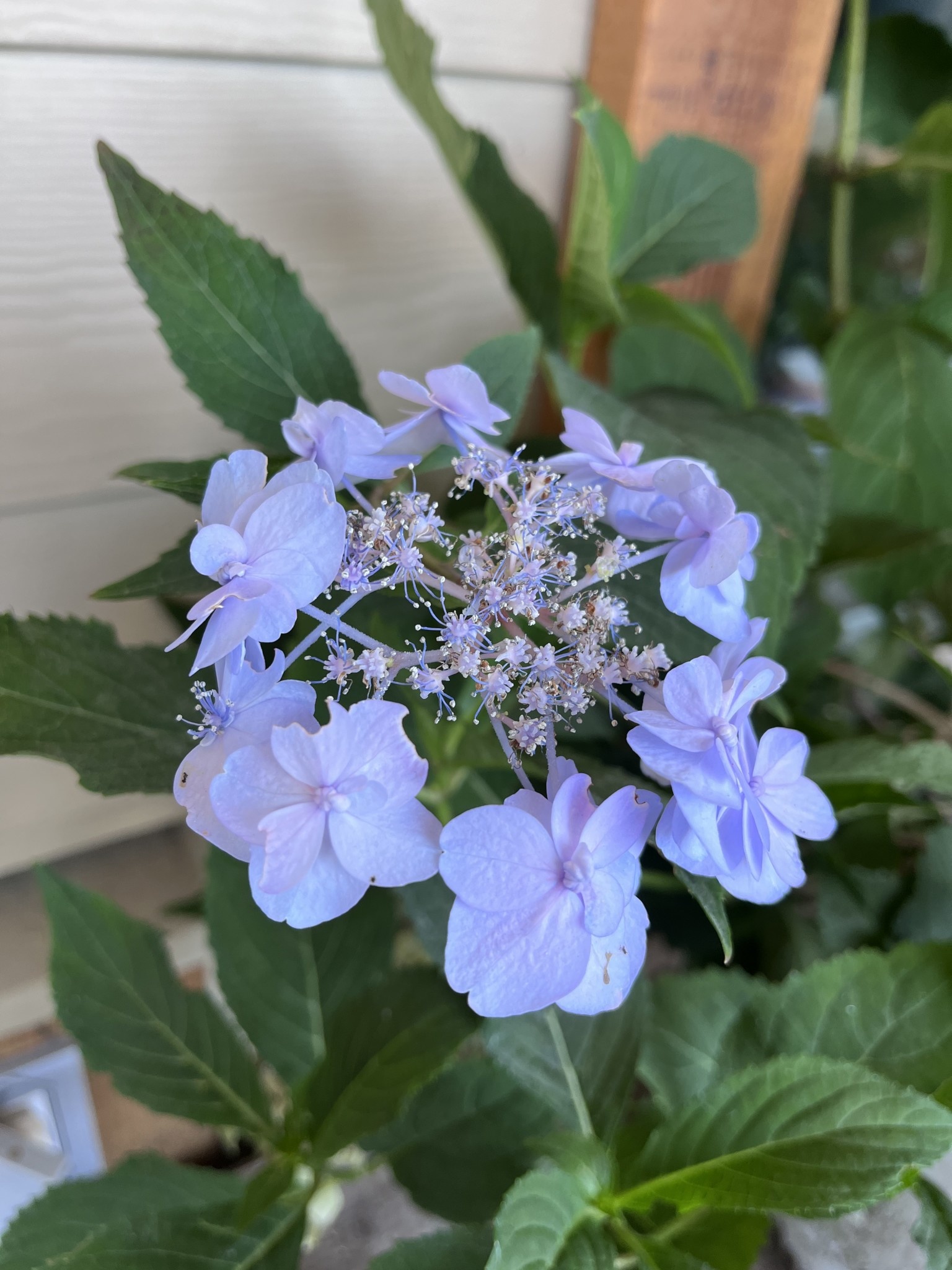 Hydrangea Tiny Tuff Stuff Mountain Hydrangea