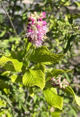 Clethra Ruby Spice