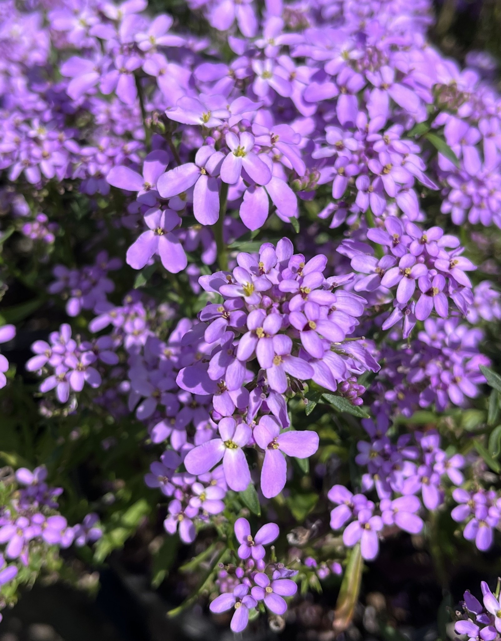 Iberis Mermaid Lavender Candytuft 1 gal