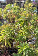 Euphorbia Polychroma - Cushion Spurge 4inch