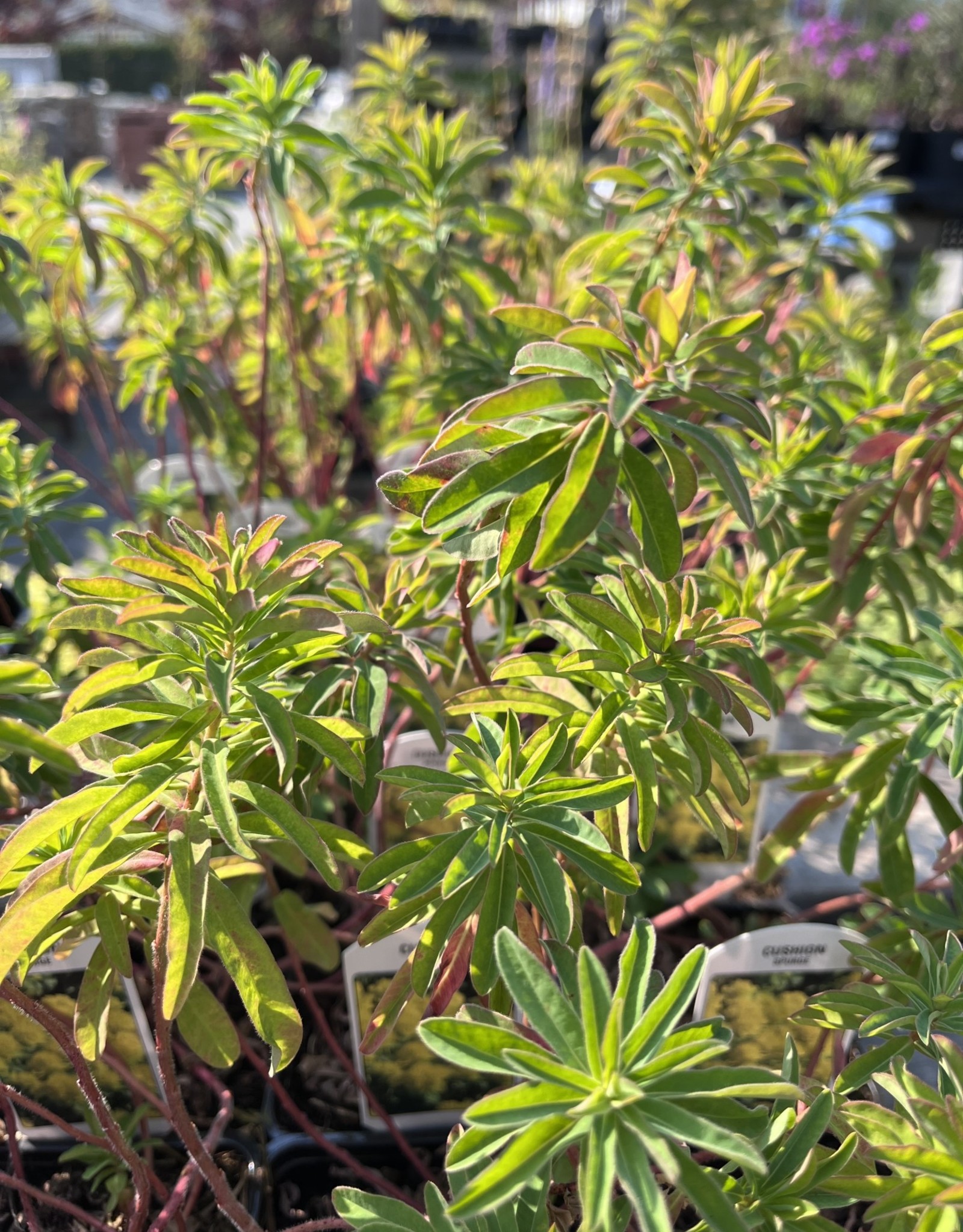 Euphorbia Polychroma - Cushion Spurge 4inch