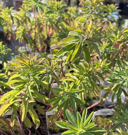 Euphorbia Polychroma - Cushion Spurge 4inch