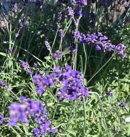 Lavender Hidcote Blue 1gal