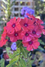 Phlox - Orange Perfection 1gal