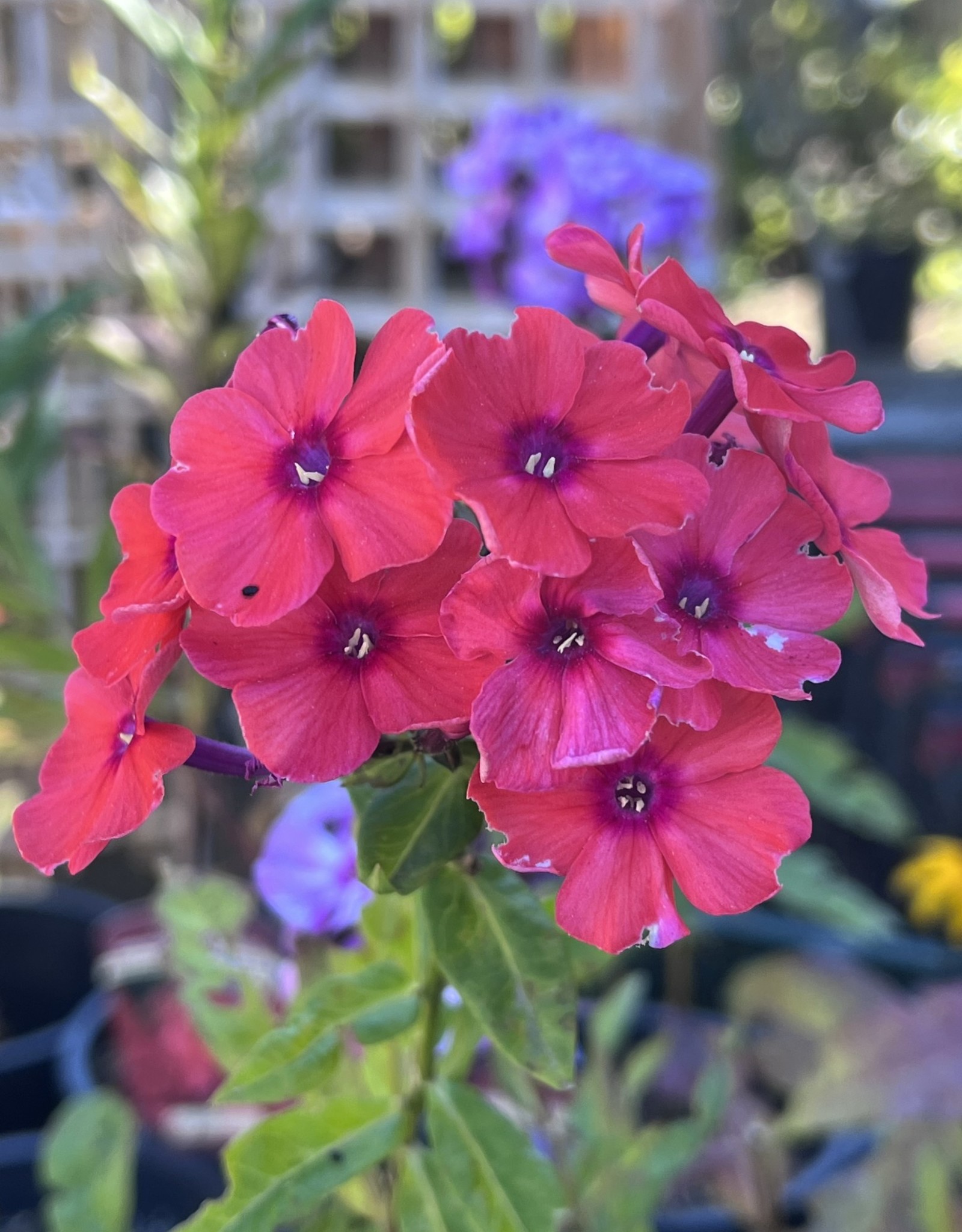 Phlox - Orange Perfection 1gal