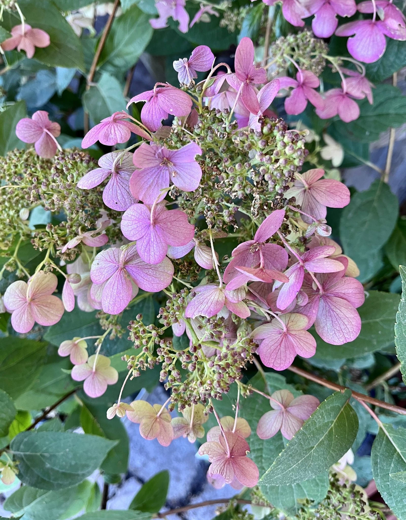 Proven Winners Hydrangea Quick Fire PW 2 gal