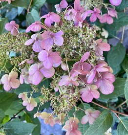 Proven Winners Hydrangea Quick Fire PW 2 gal