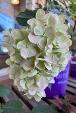 Proven Winners Hydrangea Vanilla Strawberry