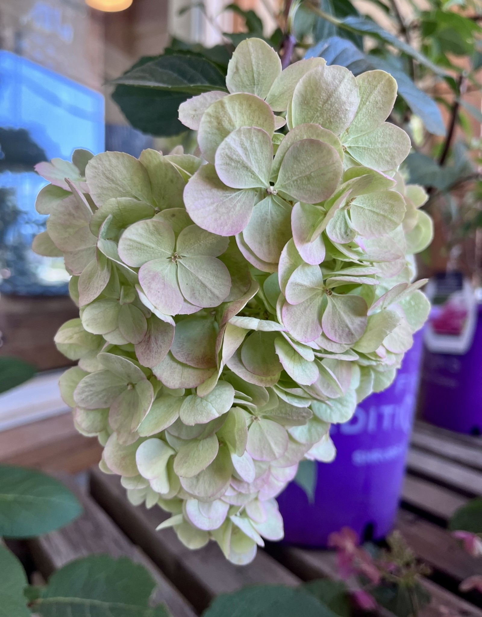 Proven Winners Hydrangea Vanilla Strawberry