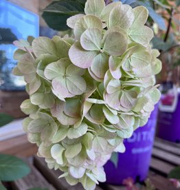 Proven Winners Hydrangea Vanilla Strawberry
