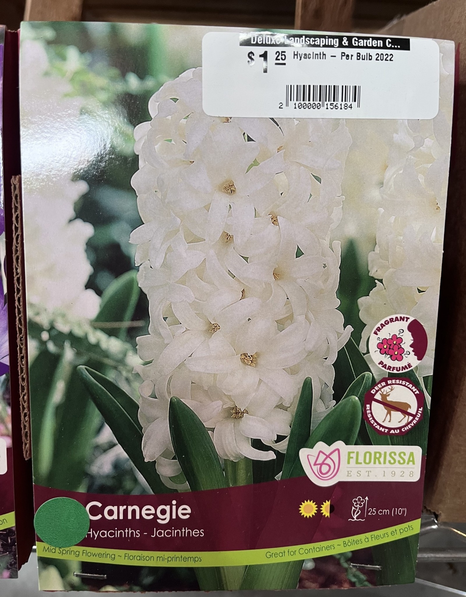 Hyacinth - Carnegie - Per Bulb