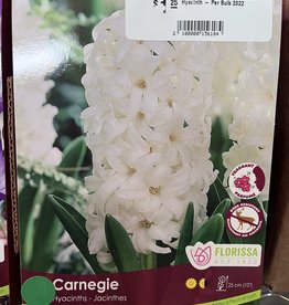 Hyacinth - Carnegie - Per Bulb