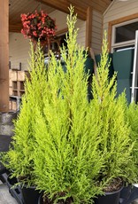 Cypress Wilma Goldcrest 1 Gal
