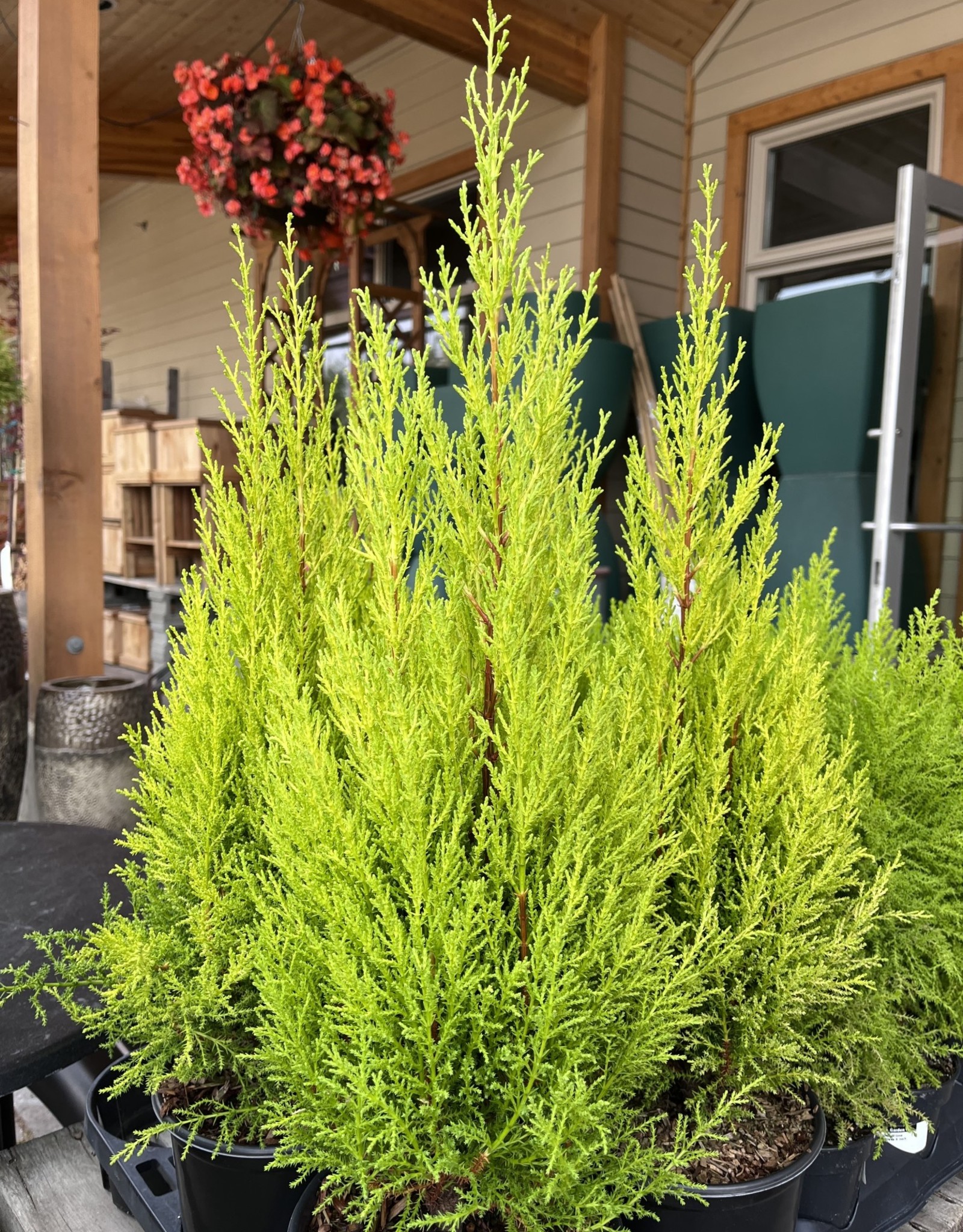 Cypress Wilma Goldcrest 1 Gal