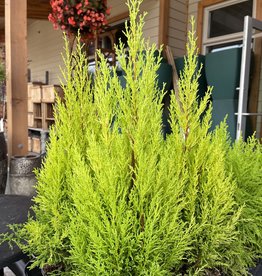 Cypress Wilma Goldcrest 1 Gal