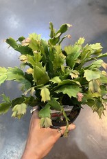 Zygocactus - Christmas Cactus 4 inch