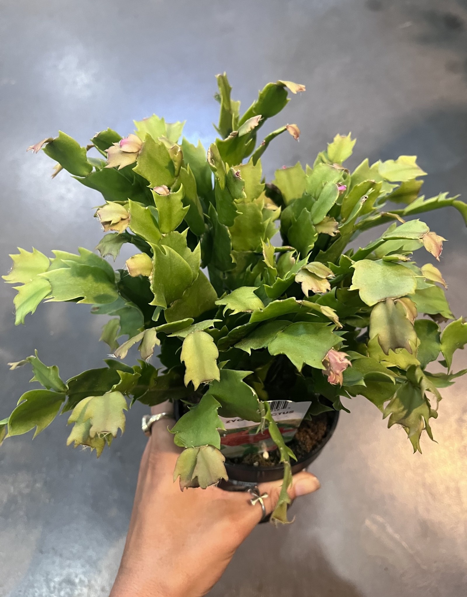 Zygocactus - Christmas Cactus 4 inch