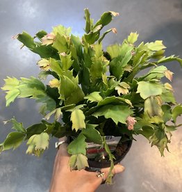 Zygocactus - Christmas Cactus 4 inch