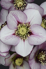 Proven Winners Helleborus Honeymoon French Kiss 1 gal