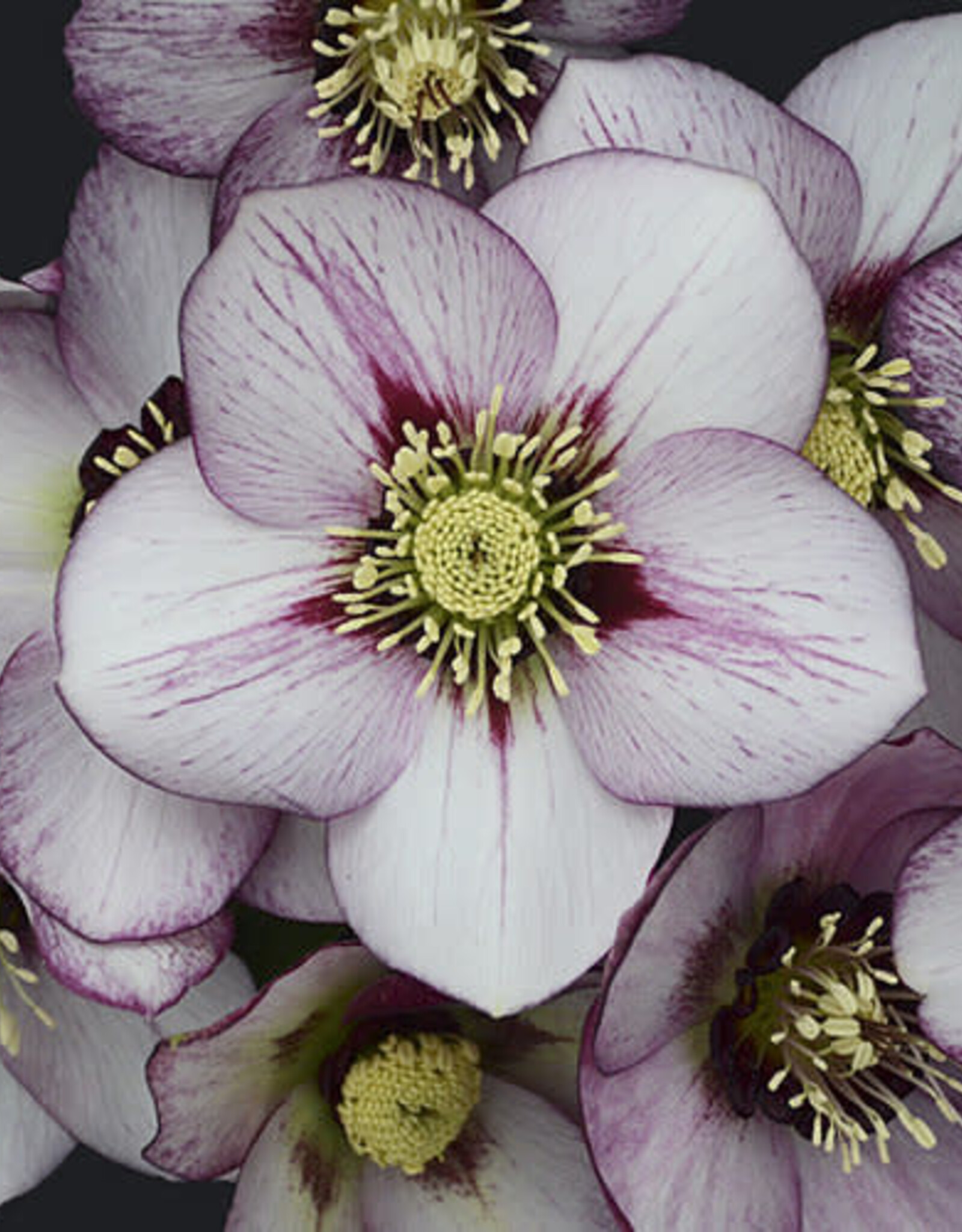 Proven Winners Helleborus Honeymoon French Kiss 1 gal