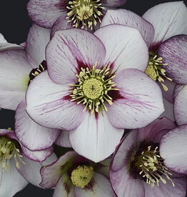 Proven Winners Helleborus Honeymoon French Kiss 1 gal