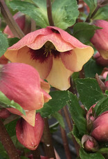 Proven Winners Helleborus Honeymoon Sandy Shores 1 gal