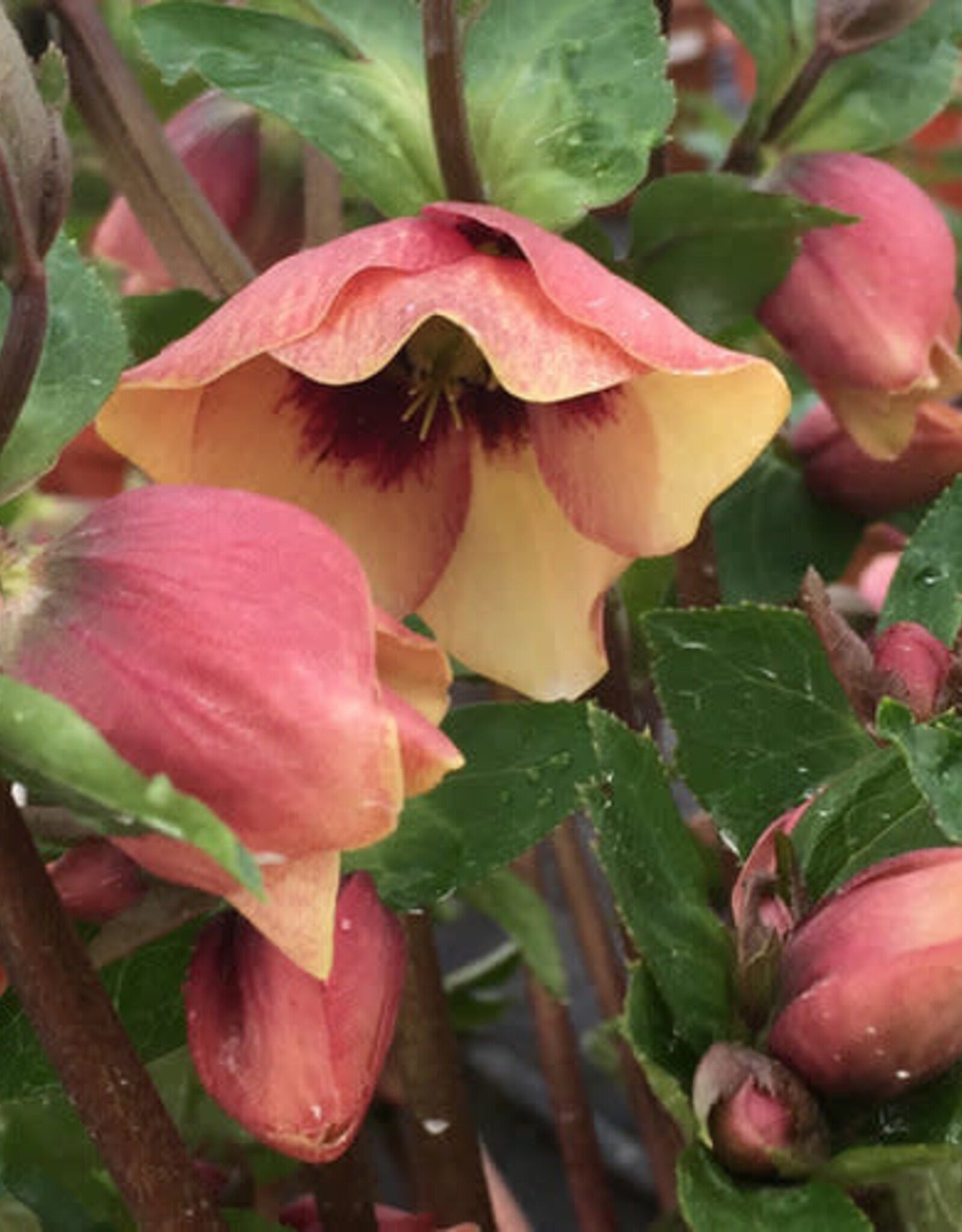 Proven Winners Helleborus Honeymoon Sandy Shores 1 gal