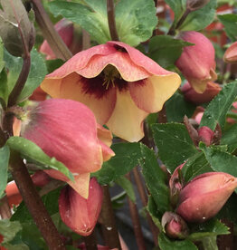 Proven Winners Helleborus Honeymoon Sandy Shores 1 gal