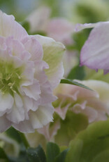 Proven Winners Helleborus Wedding Party Flower Girl 1 gal