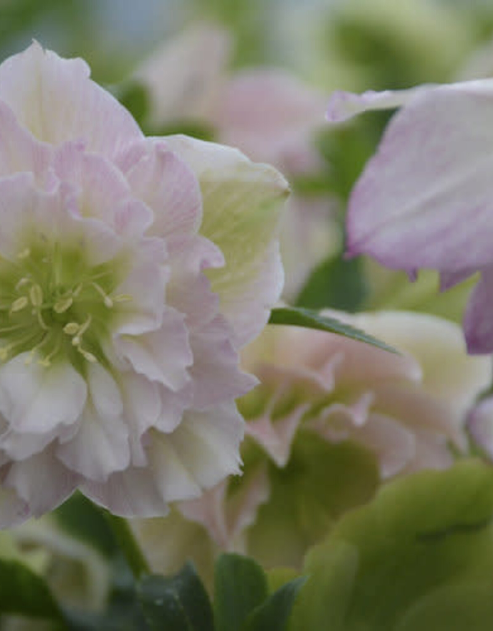 Proven Winners Helleborus Wedding Party Flower Girl 1 gal