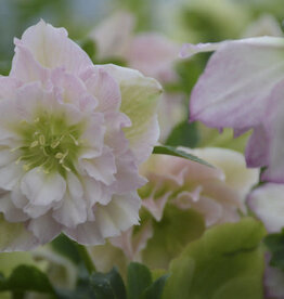 Proven Winners Helleborus Wedding Party Flower Girl 1 gal