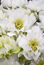 Proven Winners Helleborus Wedding Party Wedding Bells 1 gal