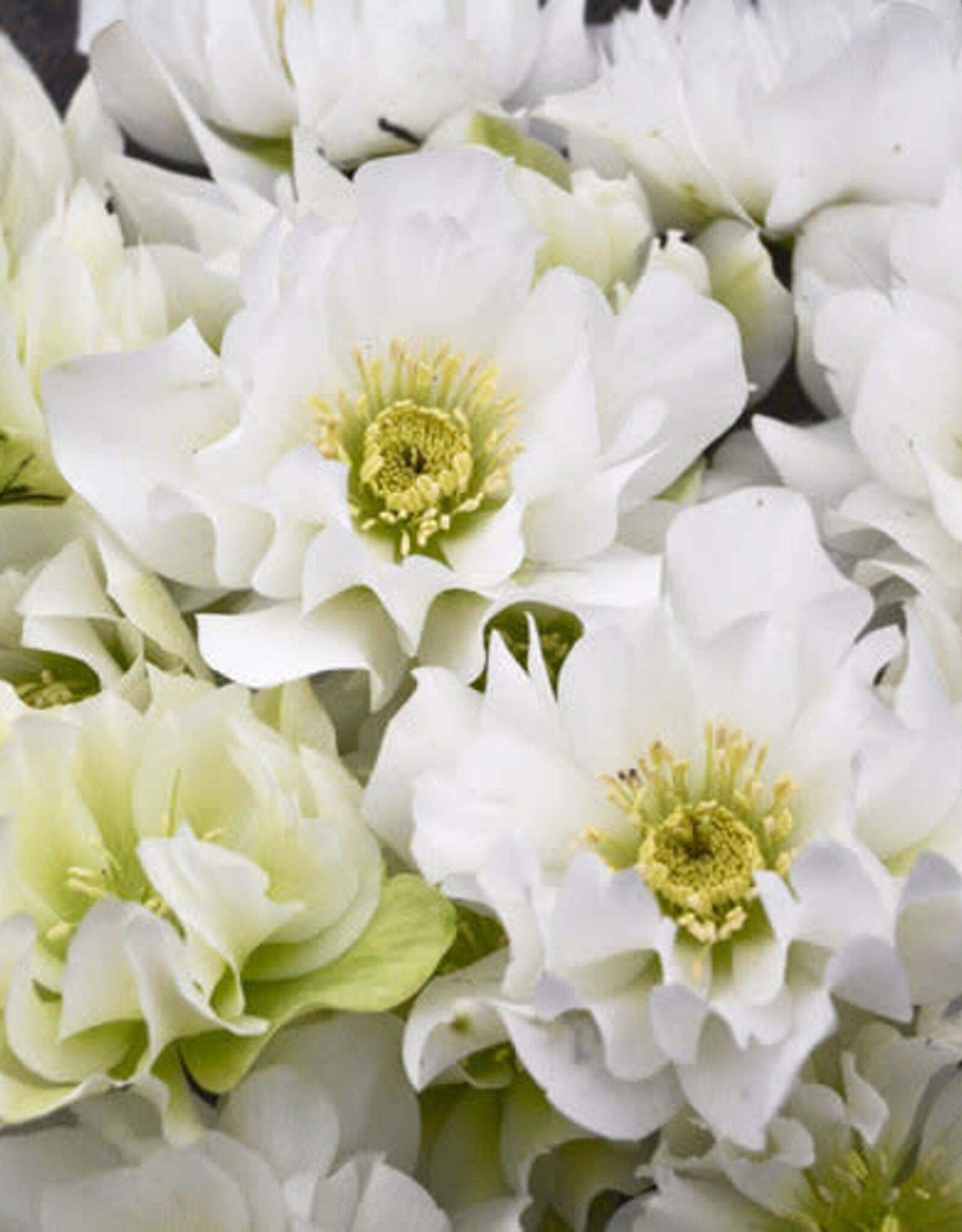 Proven Winners Helleborus Wedding Party Wedding Bells 1 gal