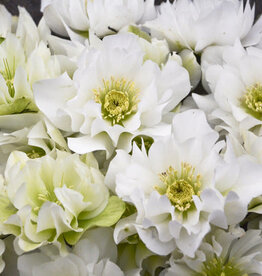 Proven Winners Helleborus Wedding Party Wedding Bells 1 gal