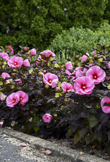 Proven Winners Hibiscus Summerific Edge of Night 1 gal
