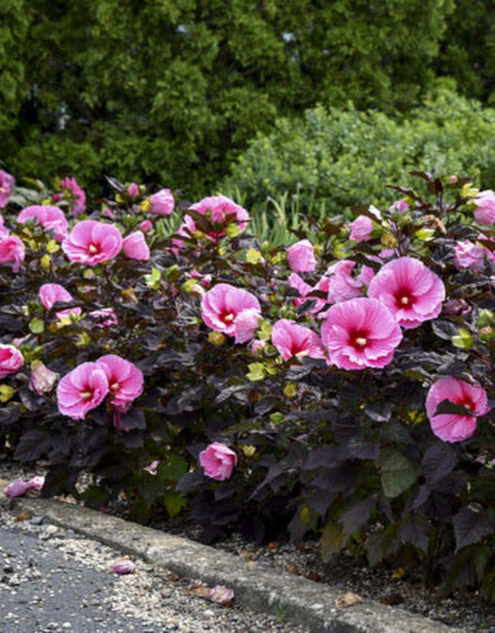Proven Winners Hibiscus Summerific Edge of Night 1 gal