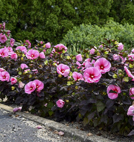Proven Winners Hibiscus Summerific Edge of Night 1 gal