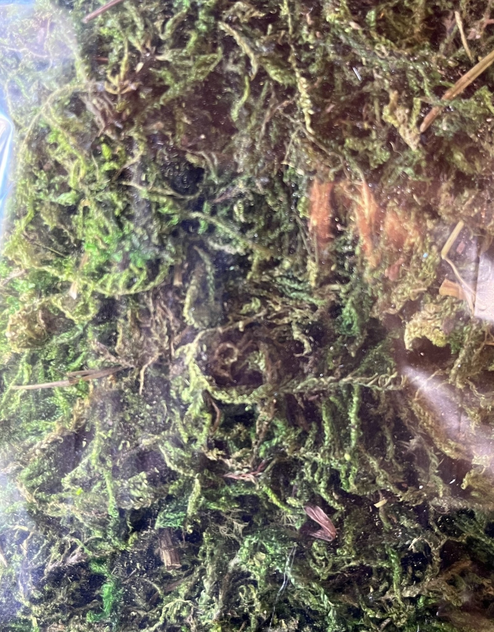 Mountain Moss Small Bag